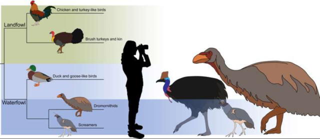 Cuadro comparativo entre el tamaño de distintas aves y un ser humano, así como el hábitat donde se desenvuelven. Foto: Universidad de Flinders   