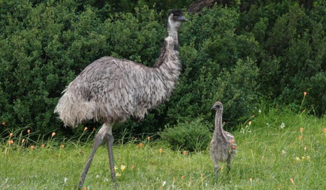 El Emú es un ave no voladora y la tercera más pesada del mundo. Foto: iNaturalist Australia   