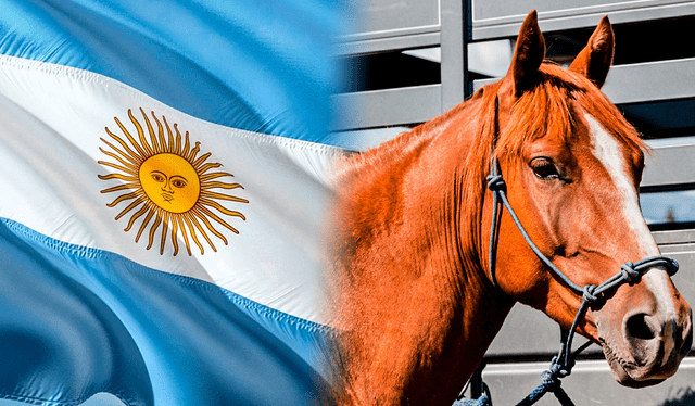 carne de caballo | Argentina | exportador carne equina