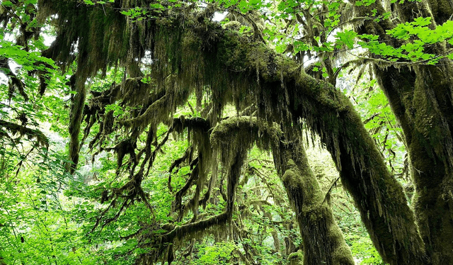  El Hoh Rain Forest es uno de los bosques del mundo que mejor resiste las consecuencias del cambio climático. Foto: TripAdvisor   