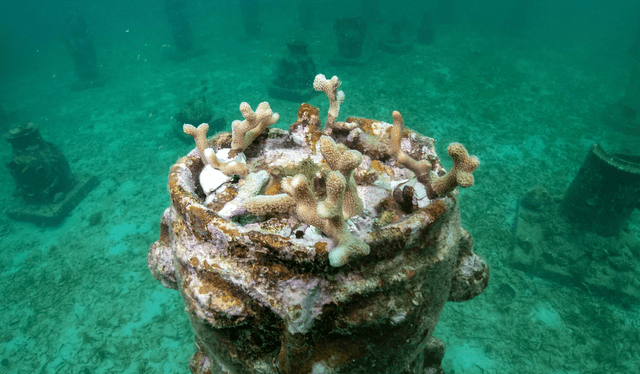 Los corales han invadido las esculturas, lo que ayuda a su preservación. Foto: AFP 