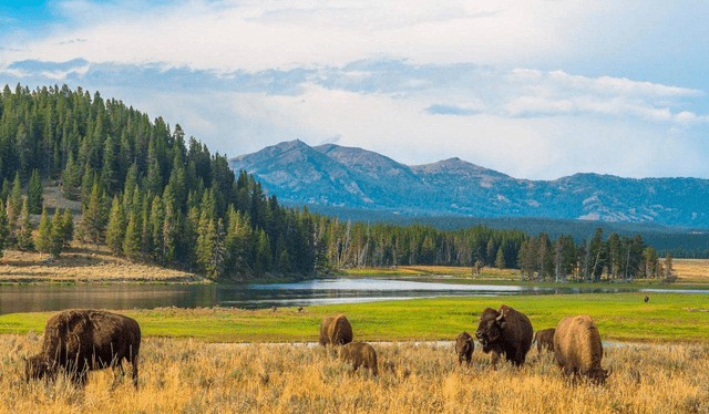  El Parque Nacional de Yellowstone es uno de los mejores lugares para ver la lluvia de estrellas debido a su poca contaminación lumínica. Foto: Global National Parks   