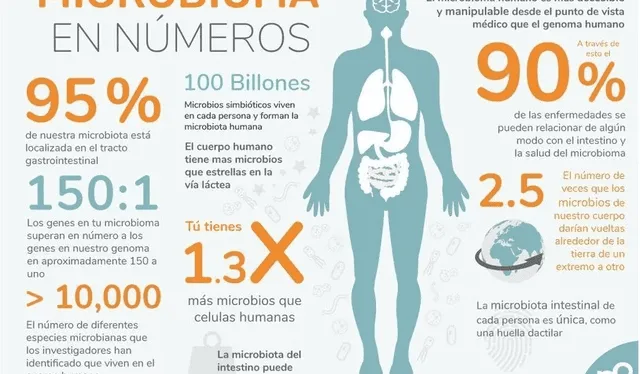 El 95% de la microbiota está ubicado en nuestro tracto gastrointestinal. Foto: Nutribiotica.es   