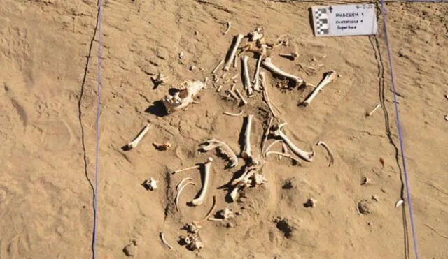  Los restos fósiles encontrados estaban en buenas condiciones. Foto: Conicet    
