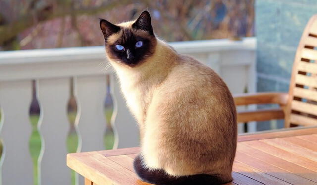  El gato siamés es conocido por su particular maullido y por su aspecto clásico. Foto: hipertextual    