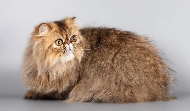  Los gatos persas son conocidos por su pelaje largo y denso, su cara redonda y aplastada. Foto: Santevet    