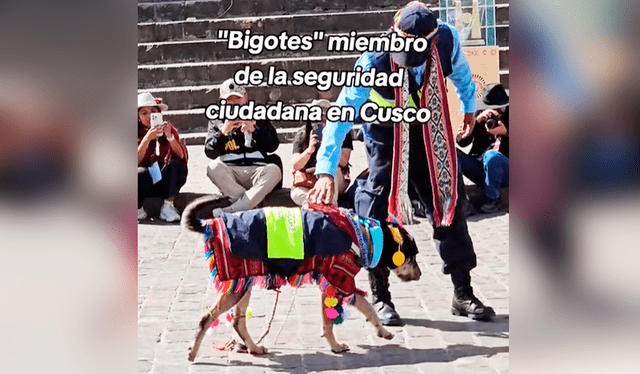 Usuarios no dudaron en alabar la participación del perrito en el desfile por el Mes Jubilar. Foto: composición LR/TikTok/@teddguiacusco   