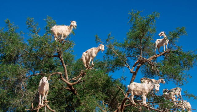  Las cabras suben a la cima de los árboles para poder alimentarse del fruto de este. Foto: Shutterstock   