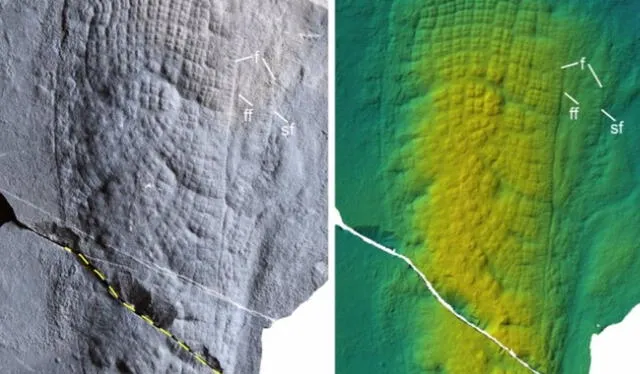  Fósil fotografiado bajo luz reflejada (izquierda) y mapa de elevación topográfica de microscopía de escaneo láser (derecha). Foto: Yuan Xunlai    
