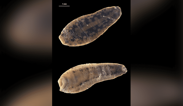 Fotografías de las superficies dorsal (arriba) y ventral (abajo) del individuo saltarín Chtonobella fallax del Área Protegida de Ivohiboro. Foto: Biotropica   