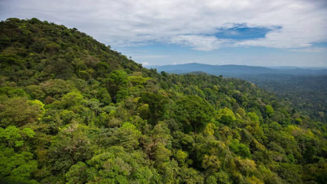 Se pretende proteger a todas las especies de flora y fauna que viven en el Parque Amazónico de Guayana. Foto: Guillaume Feuillet / Parc amazonien de Guyane    