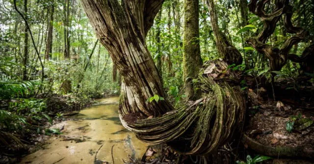  La flora de este parque nacional es muy variado. Foto: Guillaume Feuillet / Parc amazonien de Guyane   