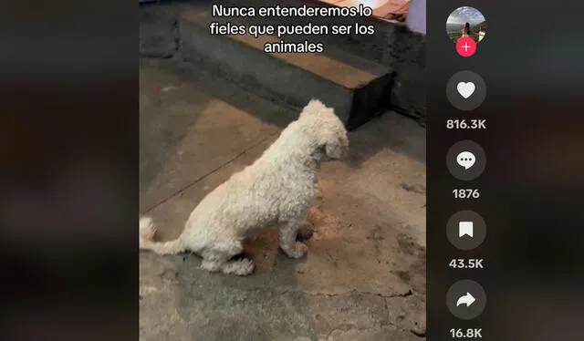 Caso enterneció a usuarios. Foto: TikTok    