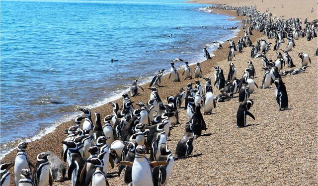  Los investigadores han equipado a Messi y a otros 19 pingüinos con dispositivos de seguimiento para monitorear sus movimientos y comprender mejor sus rutas migratorias. Foto: South America Planet   