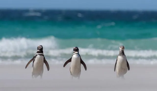  El proyecto de la Global Penguin Society permite a los científicos rastrear el viaje migratorio de los pingüinos desde la Patagonia Argentina hasta las cálidas costas de Brasil . Foto: captura / Global Penguin Society   