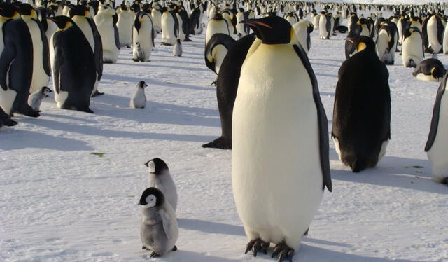  Las colonias de pingüinos emperadores pueden ser enormes, con miles de individuos congregándose juntos durante la temporada de cría y alimentación. Foto: Global Penguin Society   
