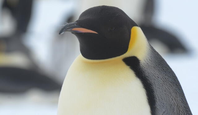 Los pingüinos emperadores adultos pueden llegar a medir 1.2 metros de longitud y pesan hasta 43 kilogramos, aproximadamente. Foto: Oceanwide   