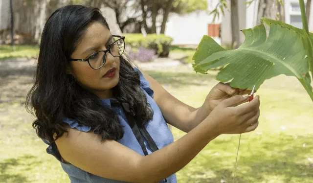 Laura Xóchitl Cruz, científica mexicana concentrada en captar el sonido de las plantas. Foto: EFE   