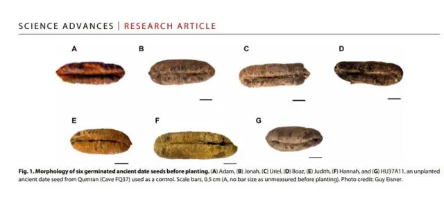 Seis de estas siete semillas de la palmera de datiles fueron plantadas. Foto: Science Advances   