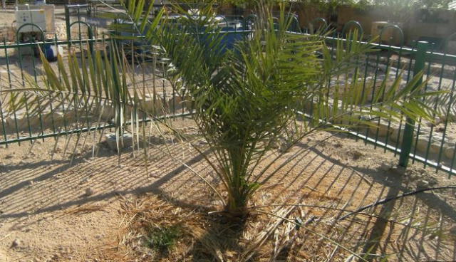 Phoenix dactylifera plantada por científicos. La llamaron "Matusalén" en honor a su longevidad. Foto: Wikidata   