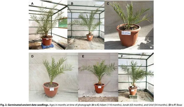 Seis plantas ancestrales devueltas a la vida por los científicos. Foto: Science Advances   