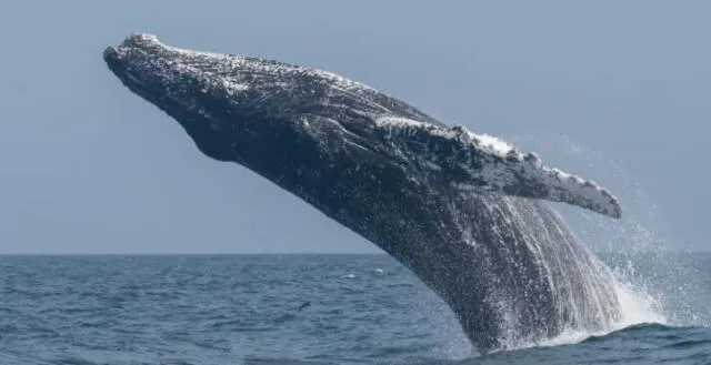 La ballena jorobada, un animal de cuerpo robusto que se aprecia en el litoral peruano. Foto: Damián Villagra/Instituto del Mar del Perú   