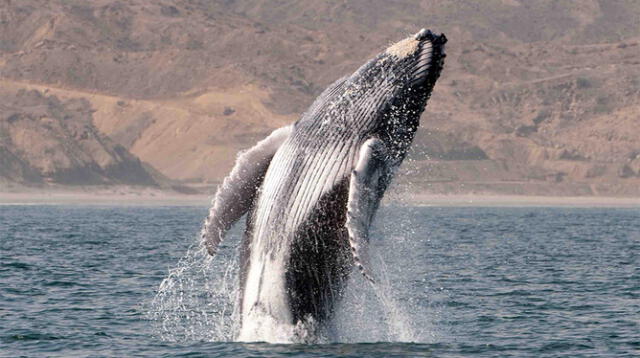 Salto de una ballena jorobada en Piura, Perú. Foto: difusión 