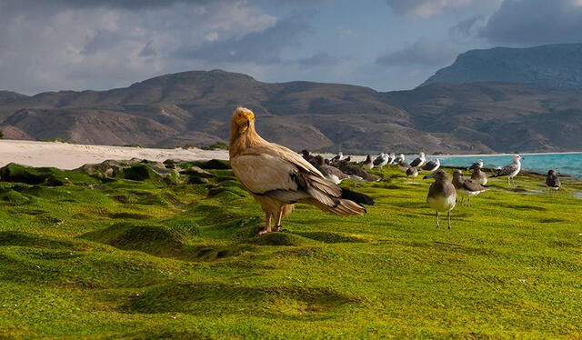 La flora y fauna en Socotra es de 'otro planeta'. Foto: Eco-online   