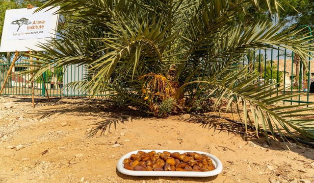 Lo frutos de la palmera datilera salen de los racimos debajo de las hojas. Foto: Marcos Schonholz/Instituto Arava   