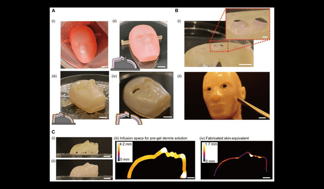Proceso de fabricación de pieles vivas que incluyen moldes de caras en 3D. Foto: Cell Reports   