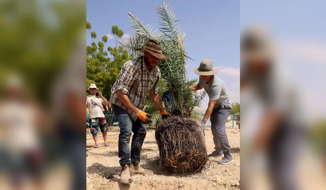 Trabajadores trasplantan una palmera de dátiles germinada con semillas de 2.000 años de antigüedad en el sur de Israel, el 27 de septiembre de 2021. Foto: Emmanuel Dunand/AFP   