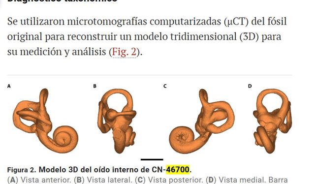 Modelo en 3D del oído interno del neandertal de 6 años de edad. Foto: Science Advances   