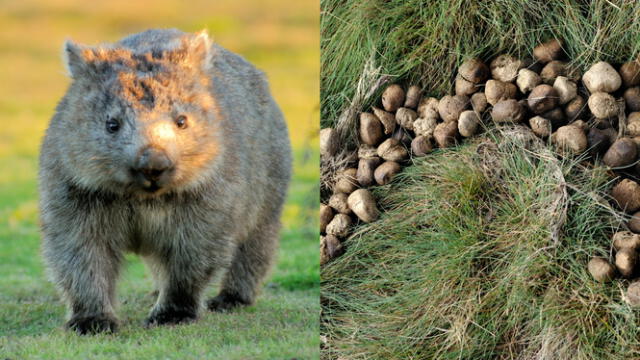 Los wombats usan sus heces como marcador territorial. Foto: X   