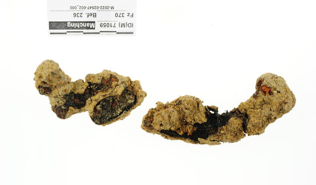  Los restos de la suela del zapato contenía clavos y restos de uñas. Foto: La Vanguardia   