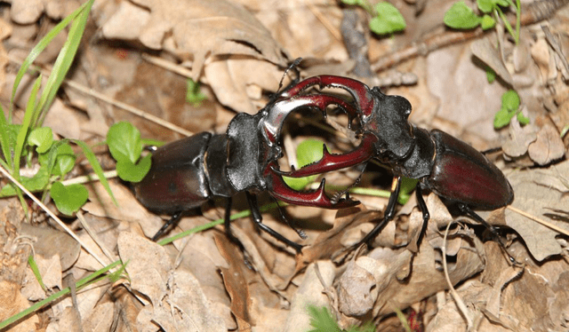 Dos escarabajos ciervo luchando en época reproductiva. Foto: E. R. Vicol   