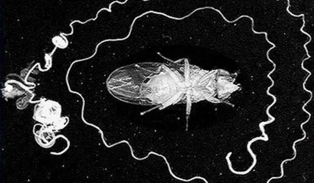 A la izquierda, un cadáver de la mosca de la fruta y su tracto reproductor. Foto: Nature (2016)   