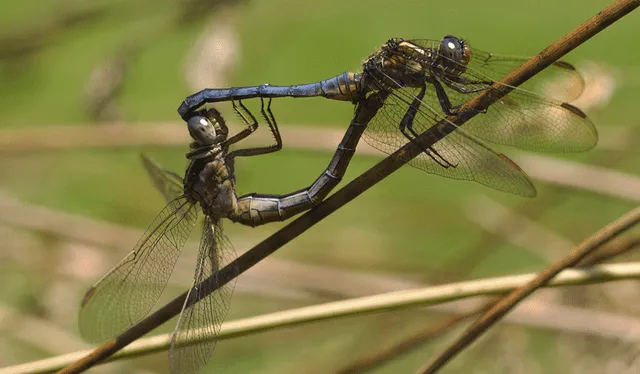 Las libélulas pueden volar juntas en esta posición hasta que la hembra doble su abdomen para copular. Foto: David Álvarez   