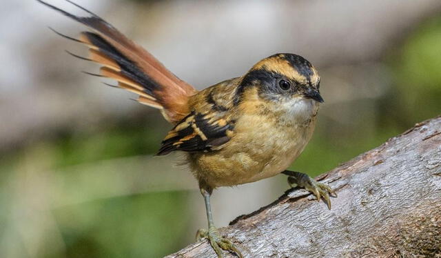 El rayadito común es un pájaro que habita en los bosques templados del sur de Chile y Argentina. Foto: Verónica Araya García   