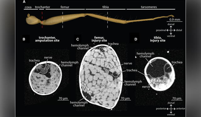 Esquema de la pata trasera de Camponotus floridanus. Foto: Current Biology   