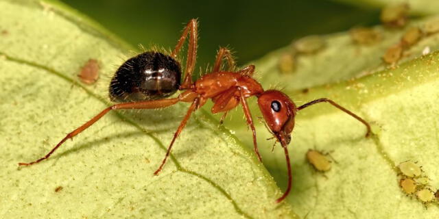 Un ejemplar de la Camponotus floridanus, la 'hormiga cirujana'. Foto: Ant on Top   