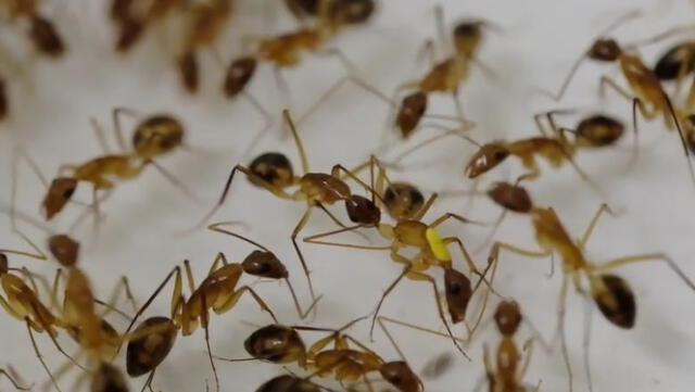 Una hormiga carpintera de Florida le amputa una pata a una compañera de colonia. Foto: Current Biology   