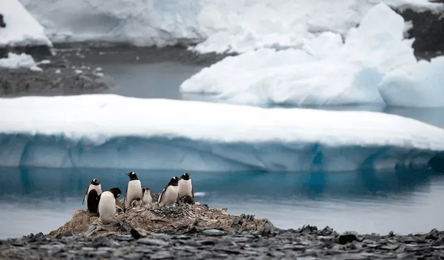 La Antártida es hogar de los pingüinos. Foto: Natacha Pisarenko    