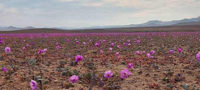 Varias flores de color morado han surgido en el desierto de Atacama, considerado el más seco del mundo. Foto: La Tercera   