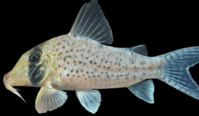 El pez es de interés como especie ornamental en el mercado internacional. Foto: Andina   