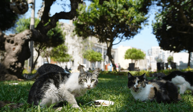  Gatos en el parque Kennedy. Foto: Gatos y respeto    