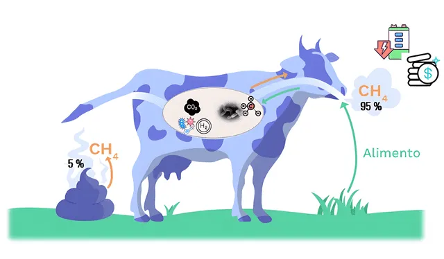 Las emisiones de gases de las vacas afectan considerablemente el medioambiente. Foto: Mercosur    