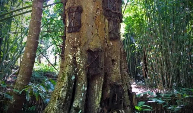 En Toraja, Indonesia, la muerte se entiende como una fase más de la existencia, no como un final abrupto. Foto: Sahar Zand.   