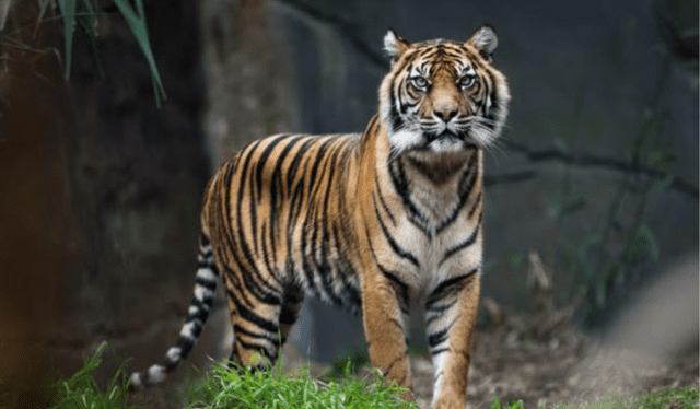  Los tigres son un buen presagio. Foto: Psicología Online    