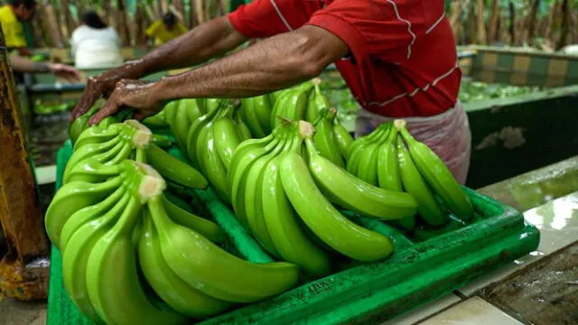  La producción de plátano orgánico se distingue por el uso de insumos de origen natural. Foto: El Universo   