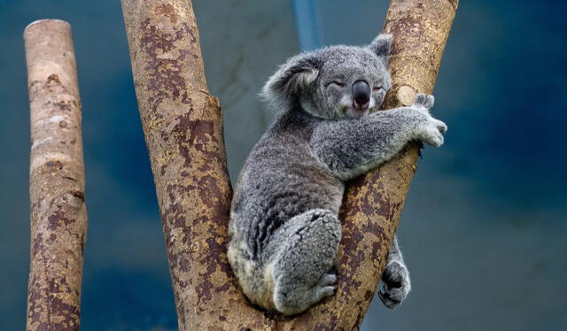  Los koalas pueden vivir hasta 18 años. Foto: Ethic   